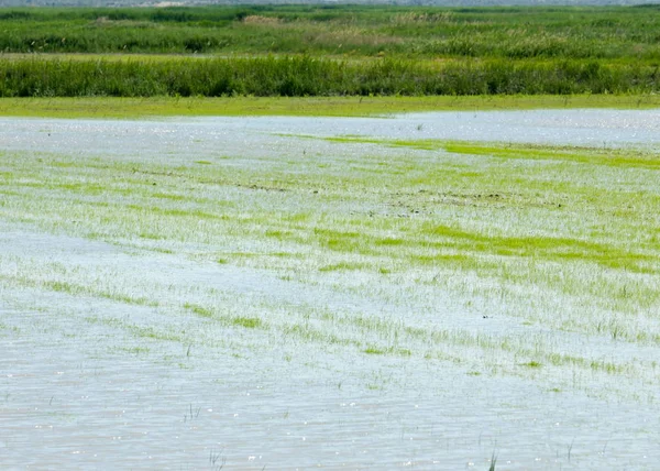 Pirinç paddies büyüme için su basmış. Pirinç çeltik pirinç alanında sabah yeşil. 