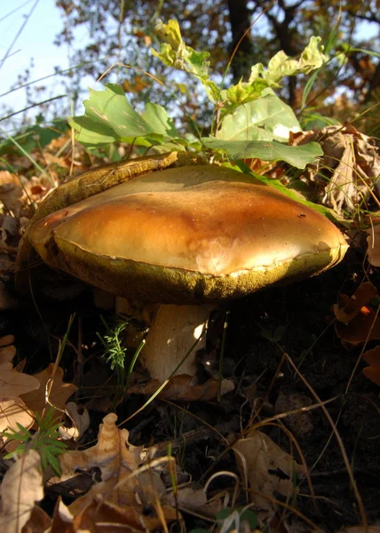 Cep Boletus Edulis Skogen Höst Dag Boletus Edulis Kung Kantarell — Stockfoto