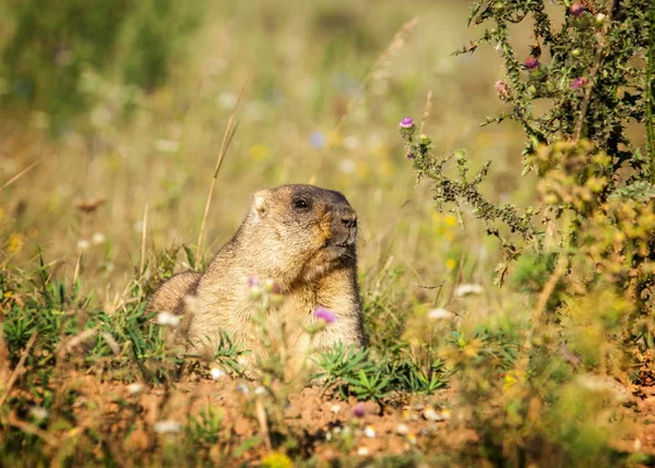 Marmot. Yellow-bellied marmots in Tatarstan — Stock Photo, Image