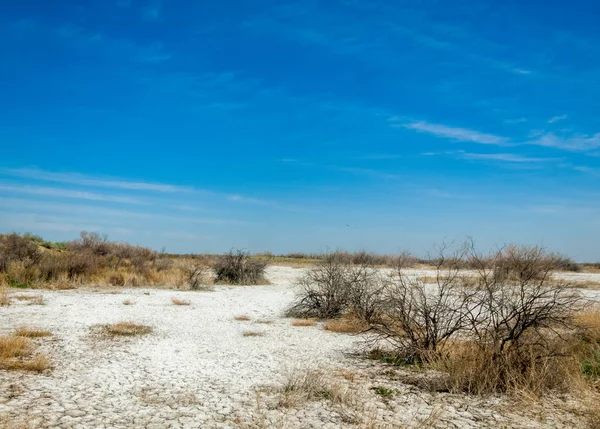 Saline Marais Salé Les Badlands Etosha Arbuste Unique Kazakhstan — Photo