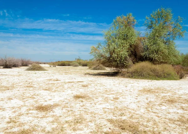 tuzlu su, tuz bataklığı. Etkin badlands. Tek çalı. Kazakistan