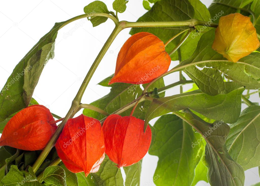 Physalis. For the European shrub also called 