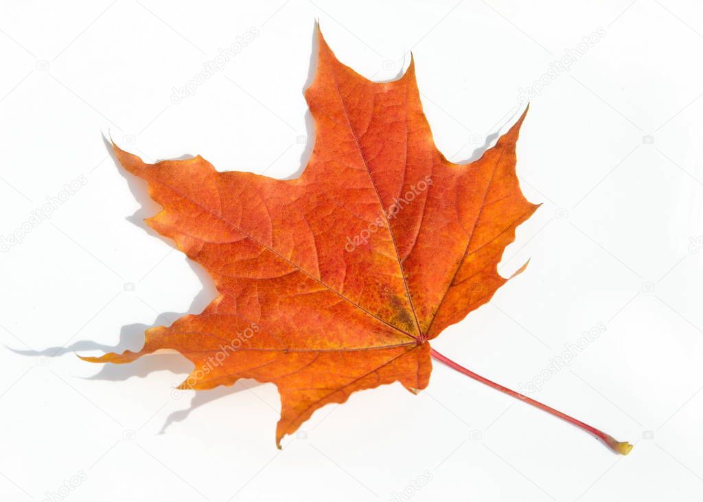 texture, background. Maple Leaves yellow shades of red and gold. the leaf of the maple, used as an emblem of Canada. On a white background.