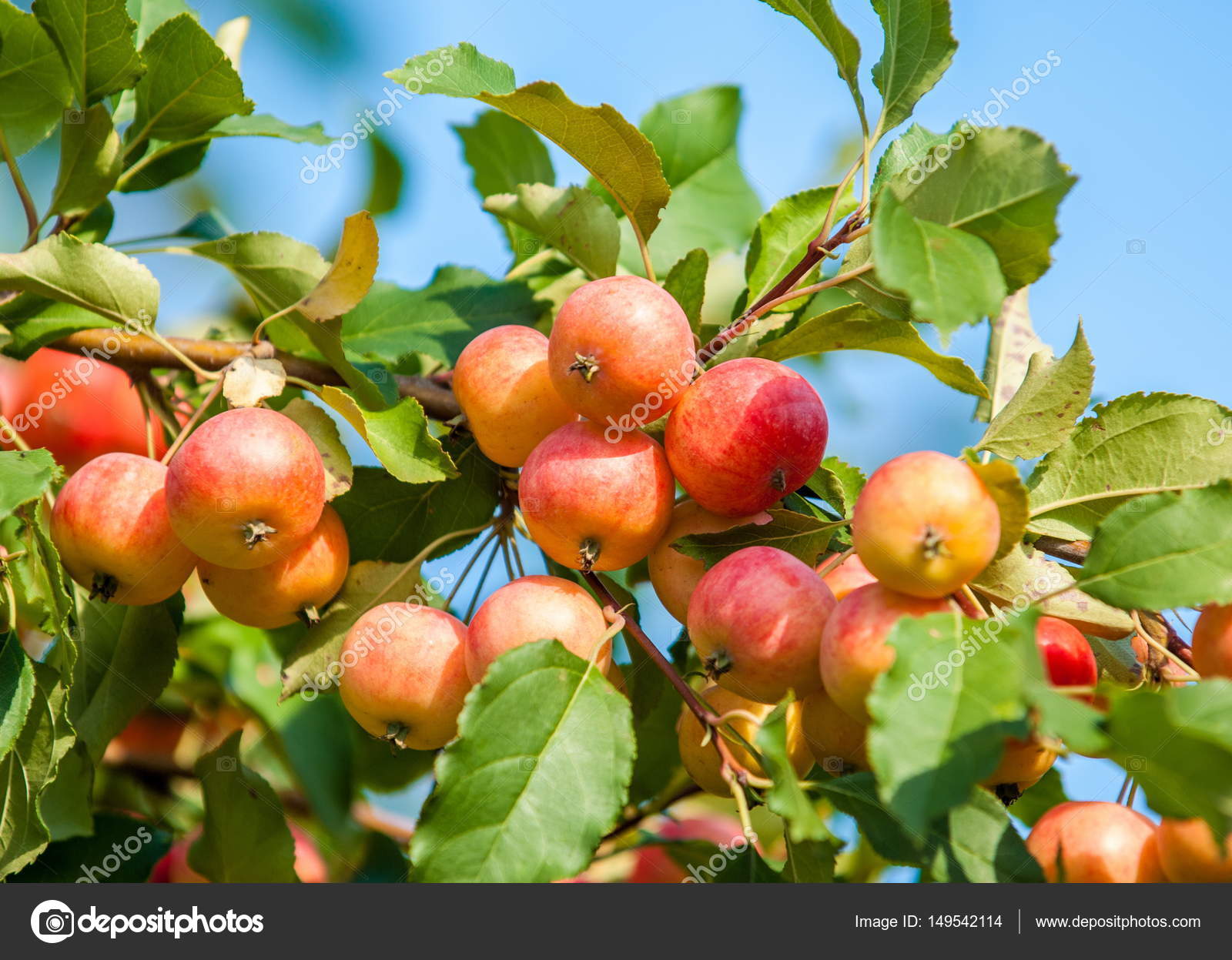 Photos Of Fruit Trees - Best Fruit Trees For Small Gardens Grow Your Own Small Fruit Orchard : Therefore it is important to know this before you.