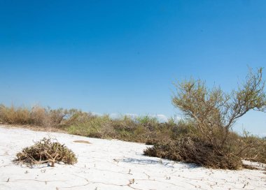  Salin. Doğada fotoğrafı