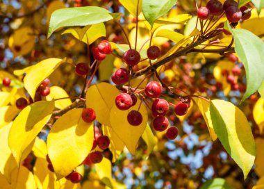 Yaban elması ve yaban elması. Malus, gülgiller (Rosaceae) familyasından bir elma ağacı cinsidir.