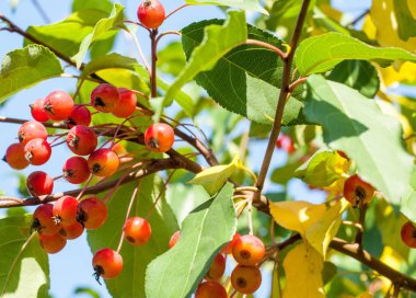 Yaban elması ve yaban elması. Malus, gülgiller (Rosaceae) familyasından bir elma ağacı cinsidir.
