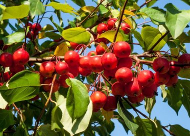 Yaban elması ve yaban elması. Malus, gülgiller (Rosaceae) familyasından bir elma ağacı cinsidir.