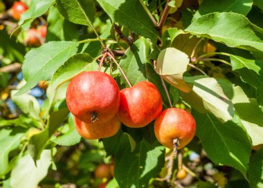 Yaban elması ve yaban elması. Malus, gülgiller (Rosaceae) familyasından bir elma ağacı cinsidir.