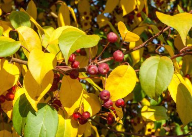 Yaban elması ve yaban elması. Malus, gülgiller (Rosaceae) familyasından bir elma ağacı cinsidir.
