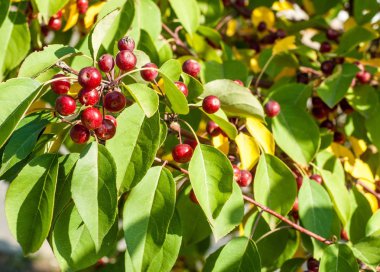 Yaban elması ve yaban elması. Malus, gülgiller (Rosaceae) familyasından bir elma ağacı cinsidir.