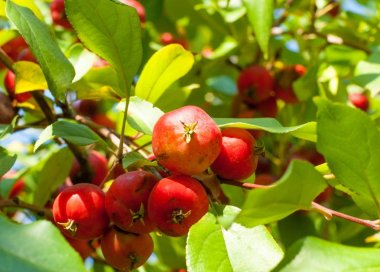Yaban elması ve yaban elması. Malus, gülgiller (Rosaceae) familyasından bir elma ağacı cinsidir.