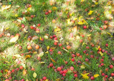 Yaban elması ve yaban elması. Malus, gülgiller (Rosaceae) familyasından bir elma ağacı cinsidir.