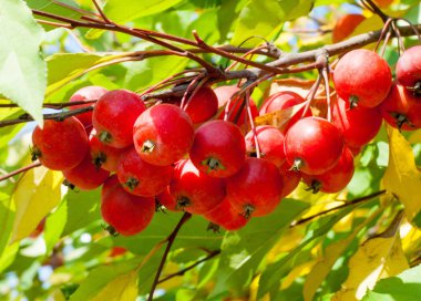 Yaban elması ve yaban elması. Malus, gülgiller (Rosaceae) familyasından bir elma ağacı cinsidir.