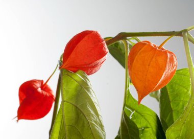 Physalis. Avrupa çalı 