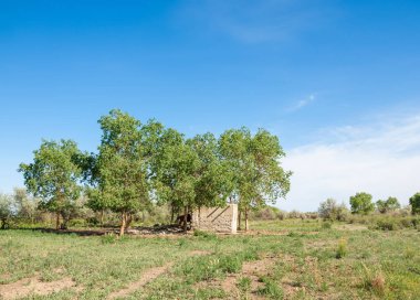 bozkır, çayır, veldt, veld. Bahar Orta Asya. Kazakistan. Turanga kavak. Fırat kavak, terk edilmiş çamur kulübeleri
