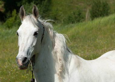Yeşil çimenlerin üzerinde at grazes