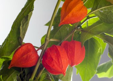 Physalis. Avrupa çalı 