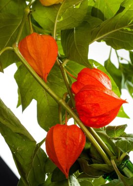 Physalis. Avrupa çalı 