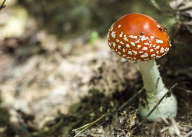 Amanita, sinek-agaric
