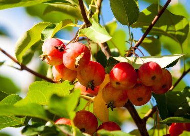Yaban elması ve yaban elması. Malus, gülgiller (Rosaceae) familyasından bir elma ağacı cinsidir.