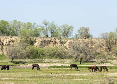 Bozkır, çayır, veld, veldt. Parlak güneş ışığı, çölün ortasında bahar. Nehir kenarında otlayan atlar