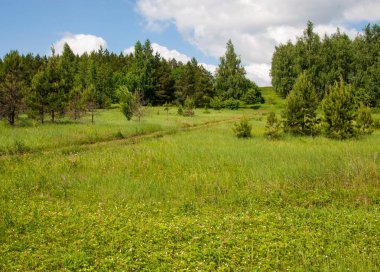 Yaz çam huş harika manzara