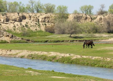 Bozkır, çayır, veld, veldt