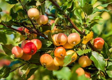 Yaban elması ve yaban elması. Malus, gülgiller (Rosaceae) familyasından bir elma ağacı cinsidir.