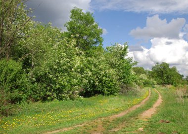 Vezi de mongolă pustie zona - înflorire Lunca şi zada lemn - sayan munte - gorhi-terelj national park - Parcul mongolianational - mongolia