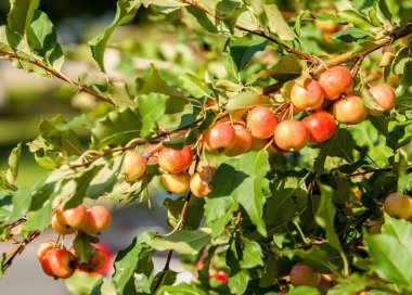 Yaban elması ve yaban elması. Malus, gülgiller (Rosaceae) familyasından bir elma ağacı cinsidir.