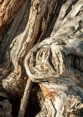 Ağaç kabuğu. Yaşlı bir ağaç kabuğu