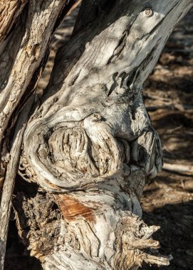 Ağaç kabuğu. Yaşlı bir ağaç kabuğu