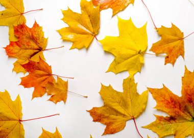 doku, arka plan. Kırmızı ve altın akçaağaç yaprakları sarı tonları.