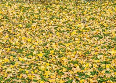 Doku, desen, arka plan. Halı zemin yaprak. Çimenlerin üzerinde sonbahar yaprakları