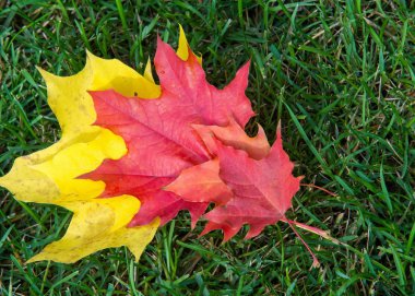Doku, arka plan. sonbahar yaprakları, akçaağaç yaprakları kırmızı ve sarı.