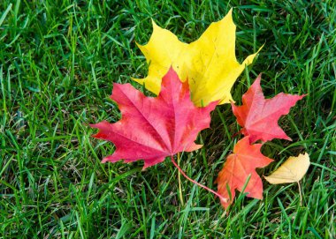 Doku, arka plan. sonbahar yaprakları, akçaağaç yaprakları kırmızı ve sarı.