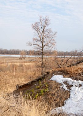 Bahar Orman, solmuş çimen, son kar, sıcak bahar günü, masaüstü duvar kağıtları. Bu fotoğraf iyi tasarım çözümü