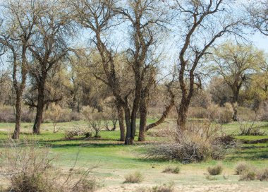 bozkır, çayır, veldt, veld. Bahar Orta Asya. Kazakistan. Turanga kavak. Euphrates kavak