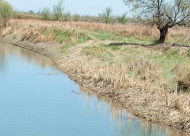 Bozkır nehir sazlık yaz. nehir görünümünde kez izlendi. küçük mavi nehir kıyısında güneşli bir gün