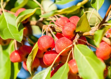 Yaban elması ve yaban elması. Malus, gülgiller (Rosaceae) familyasından bir elma ağacı cinsidir.