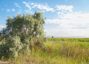  Bozkır yaz. Turgai kapısı. Turgai Kaydet. Milli Parkı 