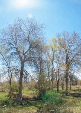 bozkır, çayır, veldt, veld. Bahar Orta Asya. Kazakistan. Turanga kavak. Euphrates kavak