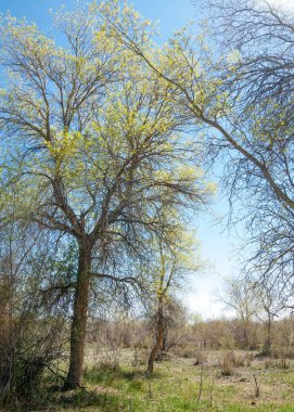bozkır, çayır, veldt, veld. Bahar Orta Asya. Kazakistan. Turanga kavak. Euphrates kavak