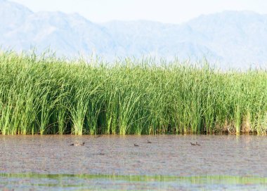  Bozkır yaz. Turgai kapısı. Turgai Kaydet. Milli Parkı 