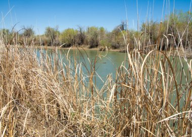 Bozkır nehir sazlık yaz. nehir görünümünde kez izlendi. küçük mavi nehir kıyısında güneşli bir gün