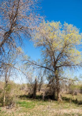 bozkır, çayır, veldt, veld. Bahar Orta Asya. Kazakistan. Turanga kavak. Euphrates kavak