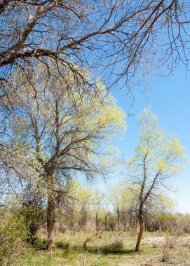 bozkır, çayır, veldt, veld. Bahar Orta Asya. Kazakistan. Turanga kavak. Euphrates kavak