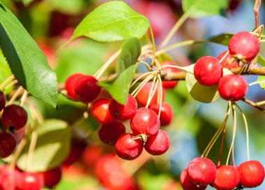 Yaban elması ve yaban elması. Malus, gülgiller (Rosaceae) familyasından bir elma ağacı cinsidir.
