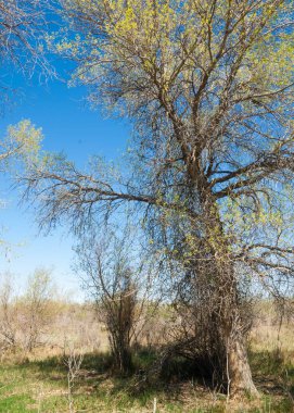 bozkır, çayır, veldt, veld. Bahar Orta Asya. Kazakistan. Turanga kavak. Euphrates kavak